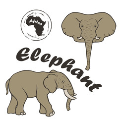 African wild elephant vector image isolated on white background. Elephant in full growth and profile head. Realistic elephant color design. Fauna Africa symbol. Animal with long nose and big ears.