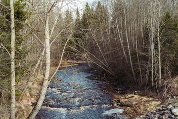 
fast river in a forest with a fallen tree across