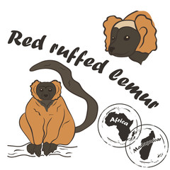 Red ruffed lemur vector image isolated on white background. Ruffed lemur in full growth and head. Unique fauna of Madagascar. Realistic lemur color design. Red lemur with black tail. Red-ruffed lemur.
