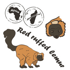 Red ruffed lemur vector image isolated on white background. Ruffed lemur in full growth and head. Unique fauna of Madagascar. Realistic lemur color design. Red lemur with black tail. Red-ruffed lemur. © Anna Kolesnikova1161