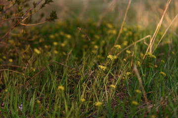 green grass in the morning