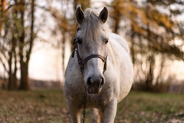 Obraz premium portrait of a white horse