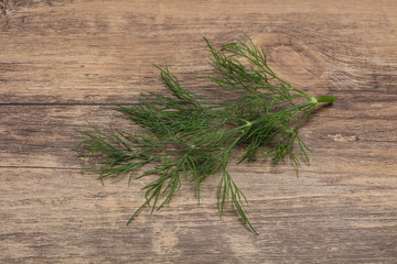 Fresh green dill herb branch