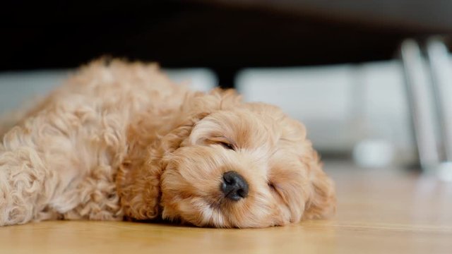 Cute little cockapoo puppy laying on ground and falling asleep shot in 4k