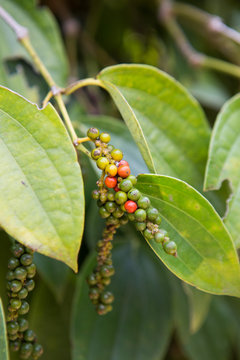 Close up of Pepper tree