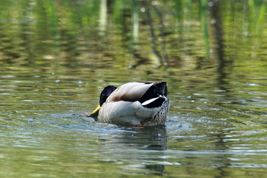 Mallards mating 
