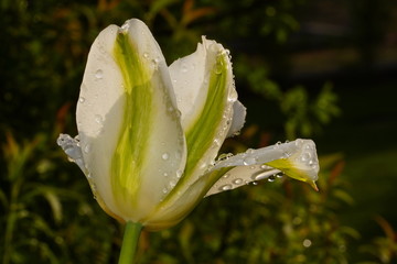 Tulpe im Regen