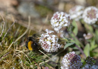 White-tailed Bumble Bee, Bombus lucorum, queen with mites