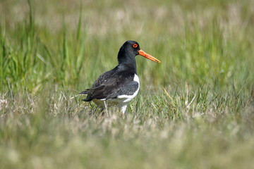 Oustercatchers on a sunny meadow