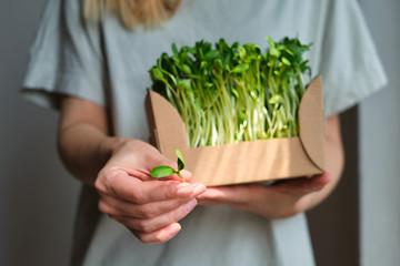 Girl holds a cardboard box with microgreen. Raw sprouts. Healthy eating and diet, vegan lifestyle. Fresh green ingredient, delicious leaves. Natural organic bio food. Handpicked growth seeds