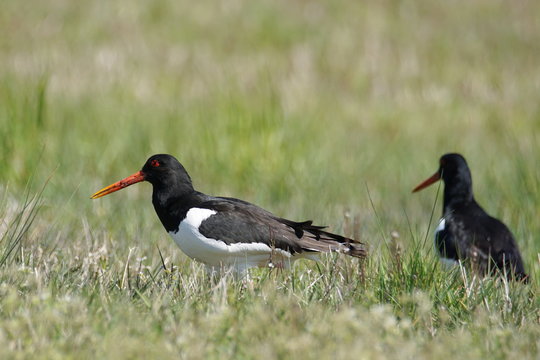 Oustercatchers on a sunny meadow