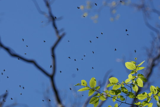 Flying insects