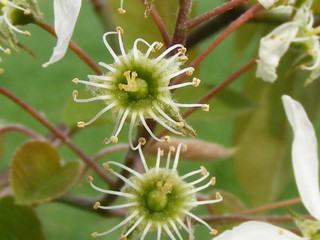 2 verblühte Kirschblüten