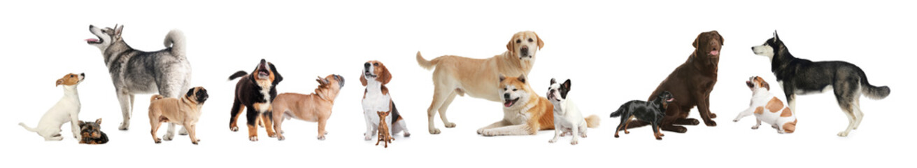 Collage with different dogs on white background. Banner design