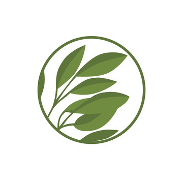 Vector willow green leaf icon. Badge, icon and logo with leaves in a circle for your business.