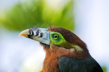 A Aracari (Pteroglossus), a species of toucan, close up portrait, with blurred background, shot in a bird park in Brazil.