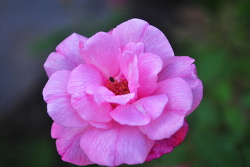 Fototapeta na wymiar Rose Flower
