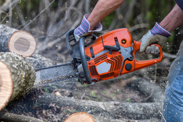 Taglio del Bosco motosega © Giuliano Bianchini