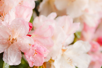 Fototapeta na wymiar Water rain drops on tender petals of azalea rhododendron summer garden flower