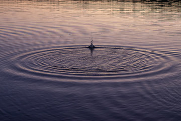 ripples in dusky water from throwing rocks