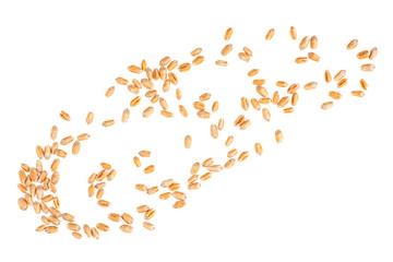 Wheat grains isolated on a white background, top view.