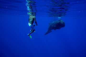 Snorkeling with whales