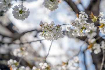 Kirschblüten