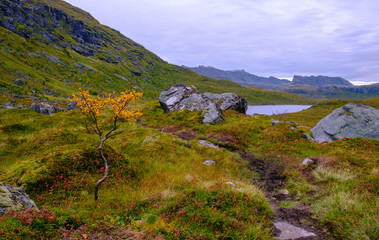 Fototapeta na wymiar autumn landscape on the Lofoten islands, mountains and sea