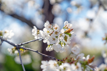 Obraz premium Kirschblüten