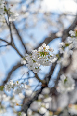 Kirschblüten