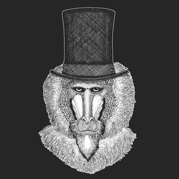 Baboon, monkey, ape. Top hat, cylinder. Head, portrait of animal.