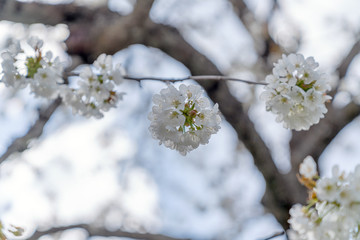 Kirschblüten