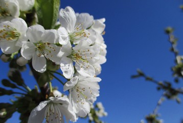 Gros plan de fleurs de cerisier sur fond de ciel bleu pur. Sujet sur la gauche, branchages floutés en arrière plan. 
