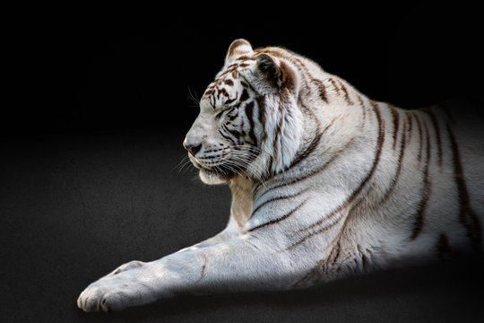 Portrait white tiger on black background. Detail face tiger. Hight quality portrait lion. Portrait from animal