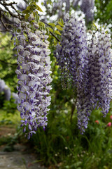 Obraz premium explosion of wisteria flowers in spring