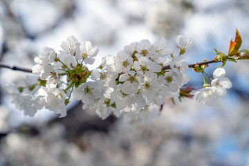 Kirschblüten