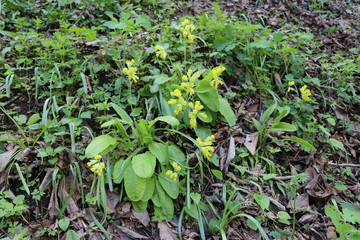 In the spring, yellow wildflowers bloomed in the forest. They have large green leaves. Next to it are last year's brown leaves of trees.
