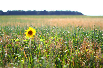 Fototapeta premium Lonely sunflower in the field. Sunflower blooming. Sunflower background. Sunflower field landscape