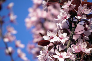Floring tree with red or pink flowers in spring. flowers close-up, screensaver or background with the smell of spring. Beautiful cherry blossom sakura