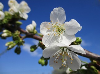 Plan lumineux très rapproché d'une branche de cerisier en fleurs et en boutons sur fond de ciel bleu.