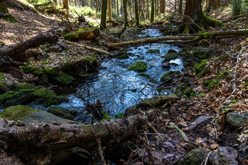 kleiner Bach im Wald
