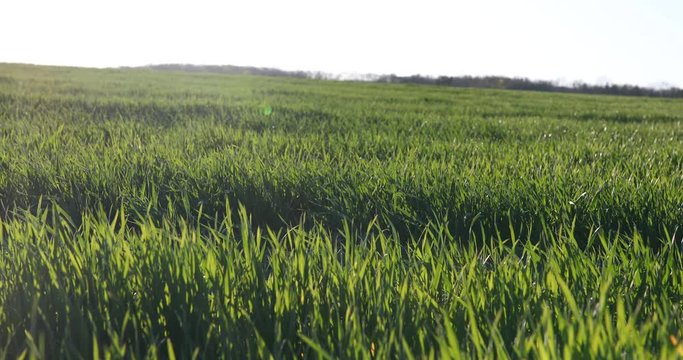 Spring wheat sprouts on the field.