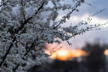 Cherry blossom at sunset
