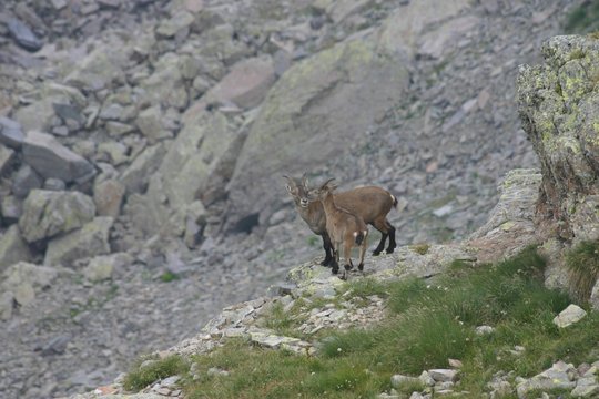 primi passi