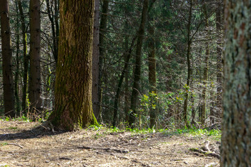 großer Baum im Wald