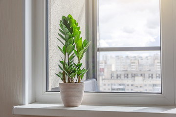 Green Zamioculcas plant on the windowsill of a sunlit room, in the distance the urban background, many residential buildings. - obrazy, fototapety, plakaty