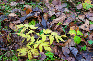 Red foliage on the ground in the wet forest in Russia at autumn