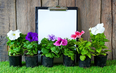 Flower potting background with copy space. Petunia flowers and empty white paper on the rustic background.