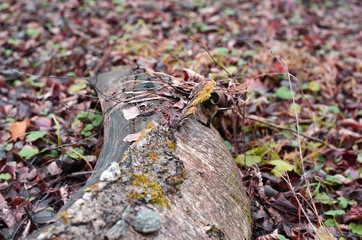 Closeup image of the tumbled-down tree in the Russian forest covered of old bark