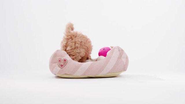 Cute little cockapoo puppy searching and sniffing around in studio isolated on white background shot in 4k